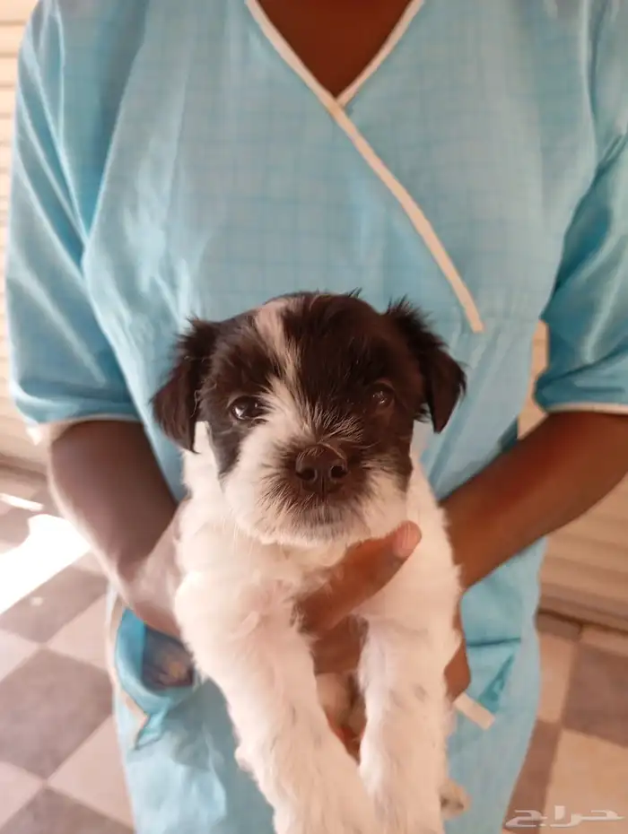 لدي 3 كلاب صغيرة فصيلة Morkie 1