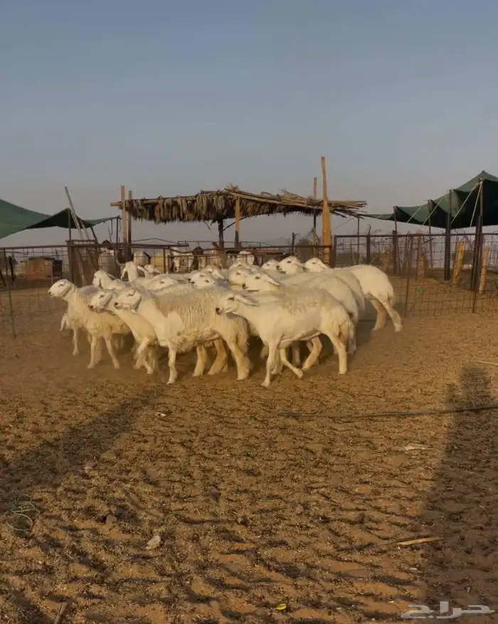رخال حريات حرش فاخره 1