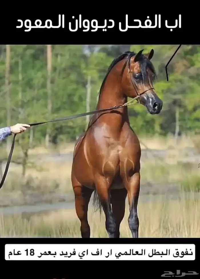 ايواء خيل 0