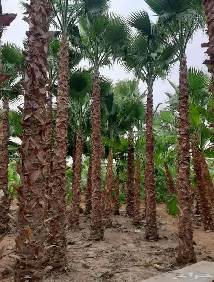 نخل واشنطنيا زينه 5