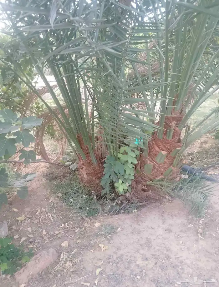يوجد نخل كبار البيع سكري نبت علي خلاص برحي 4