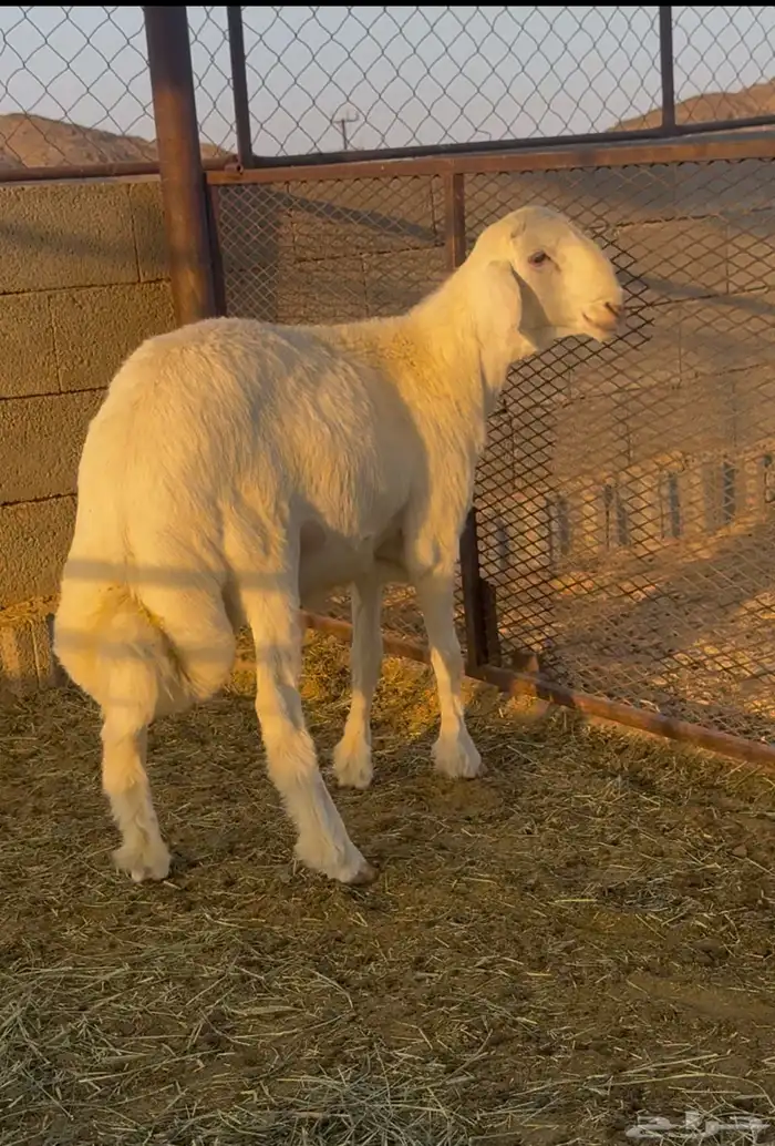 طلي مشروع فحل 1