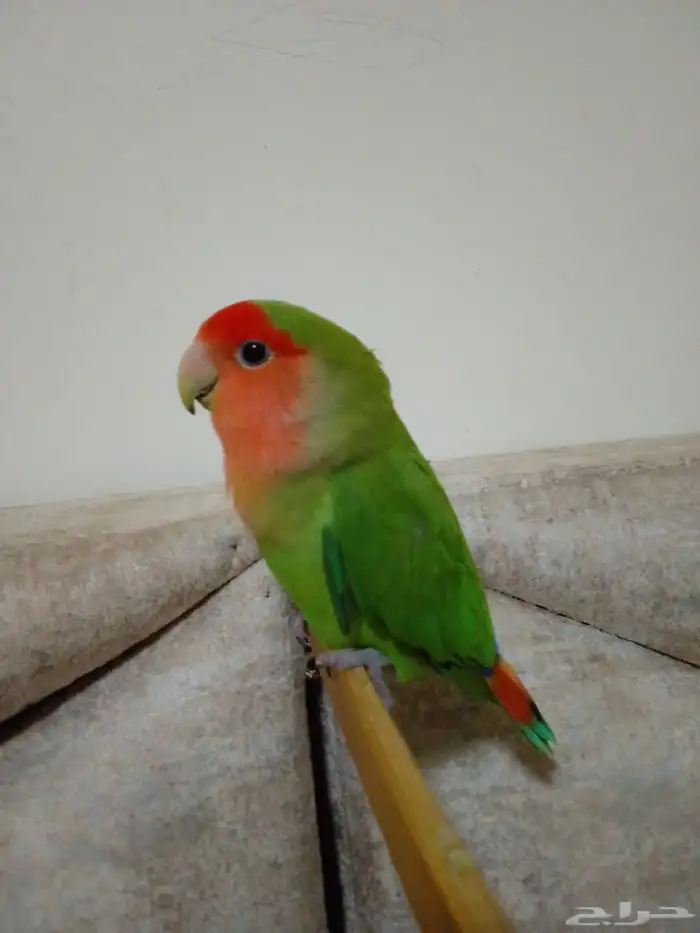 ببغاء روز 0