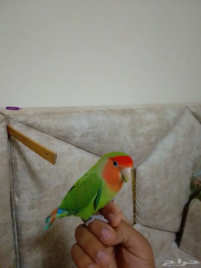 ببغاء روز 3