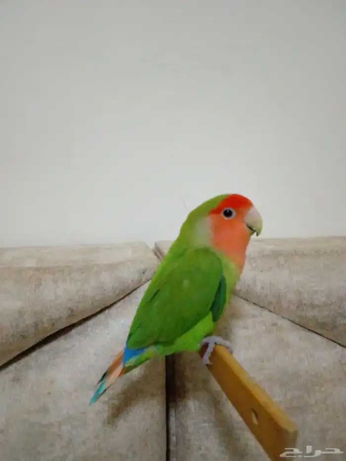 ببغاء روز 1