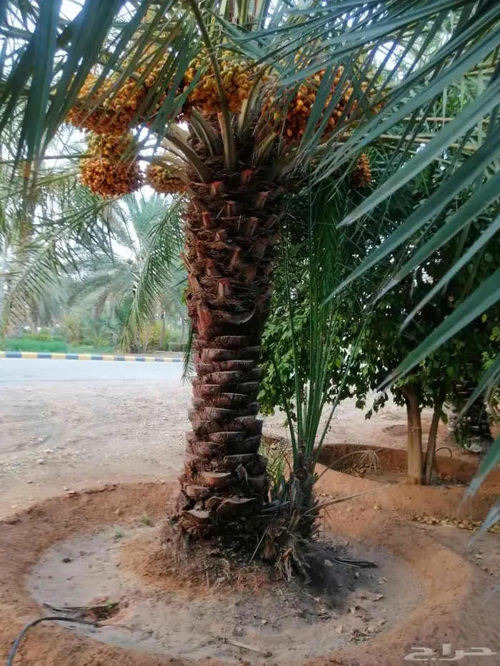 نخيل مثمر نخل للبيع منوع 11
