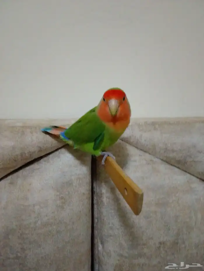 ببغاء روز 2
