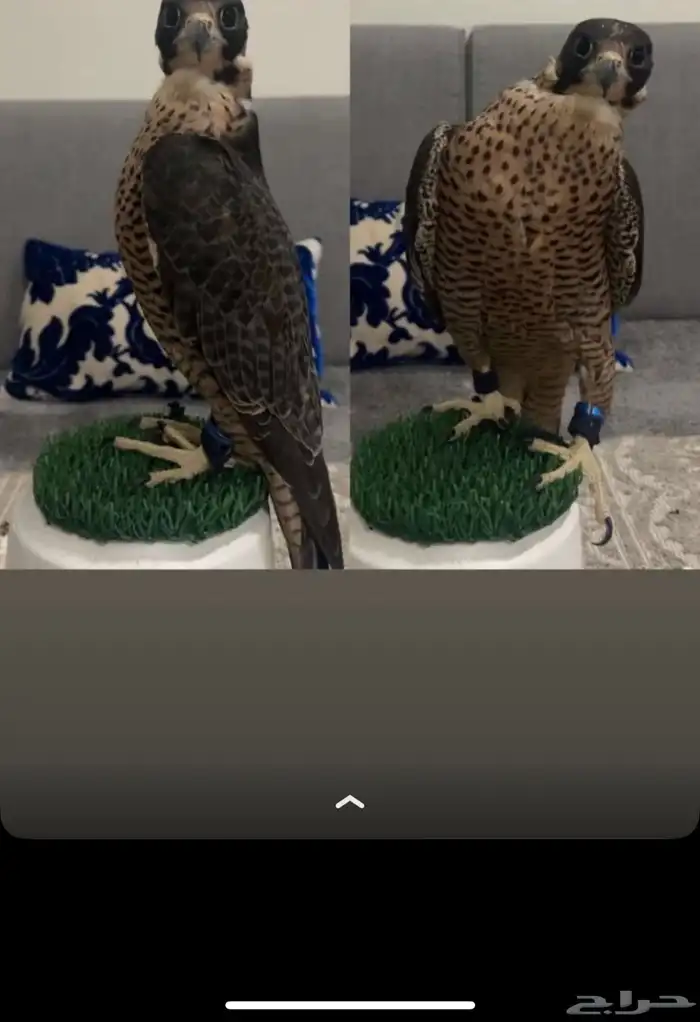 الي عنده وكريه ولا جبليه للبيع يتواصل معي خاص 0