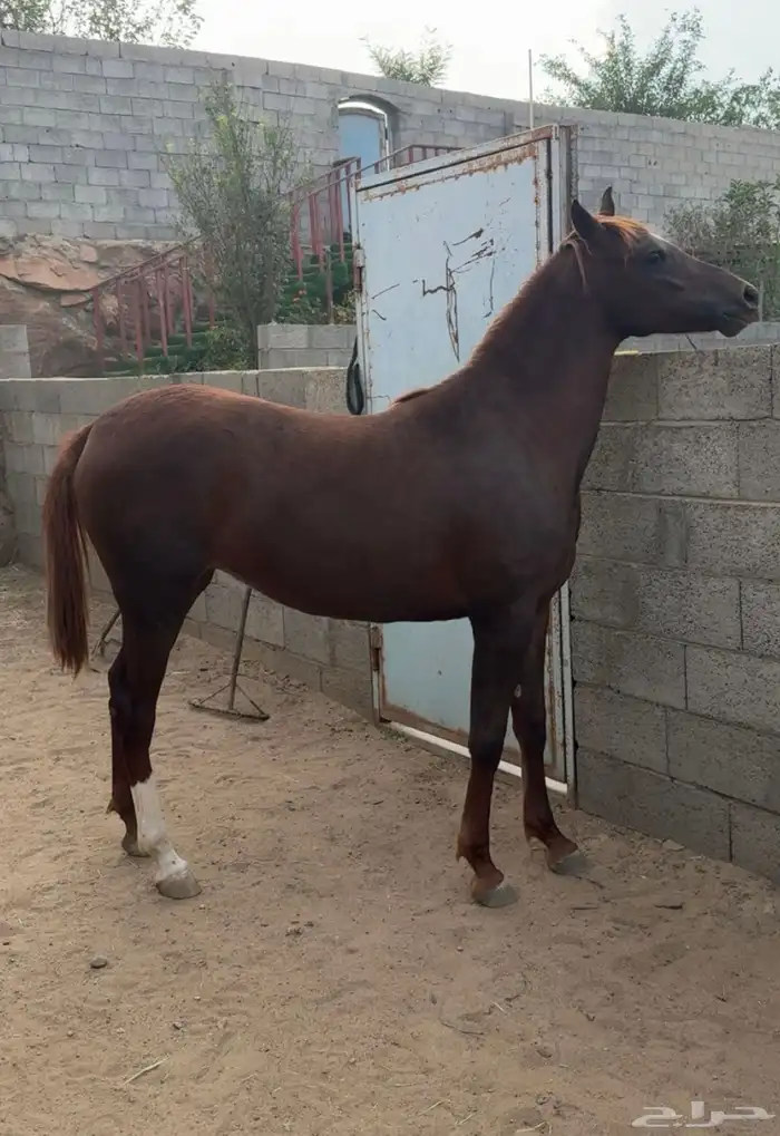 مهرة للبيع 1