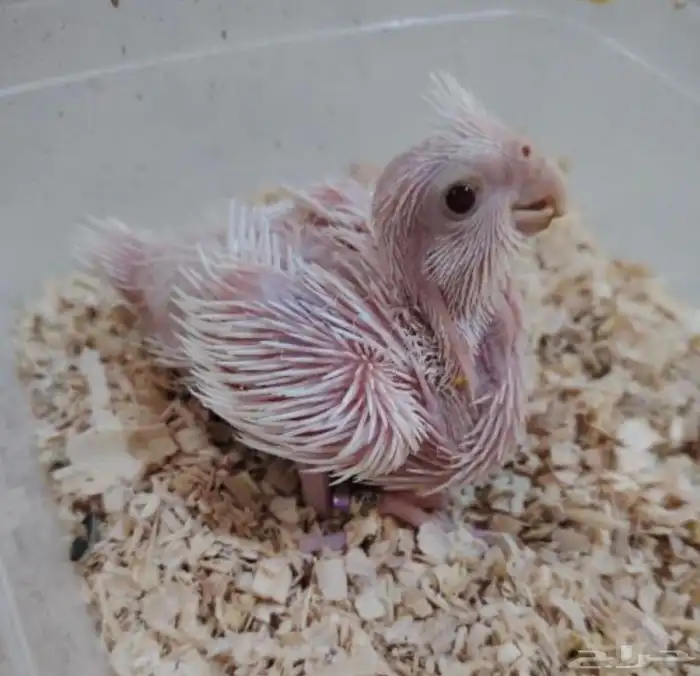 مطلوووب فرخ روز او كروان 0