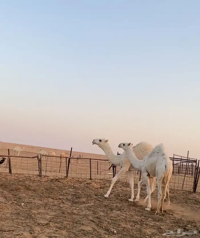بعير 3