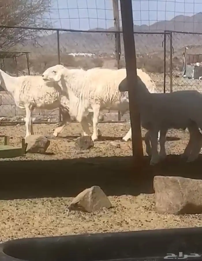 فحل حري ( على نية بيع ) 1