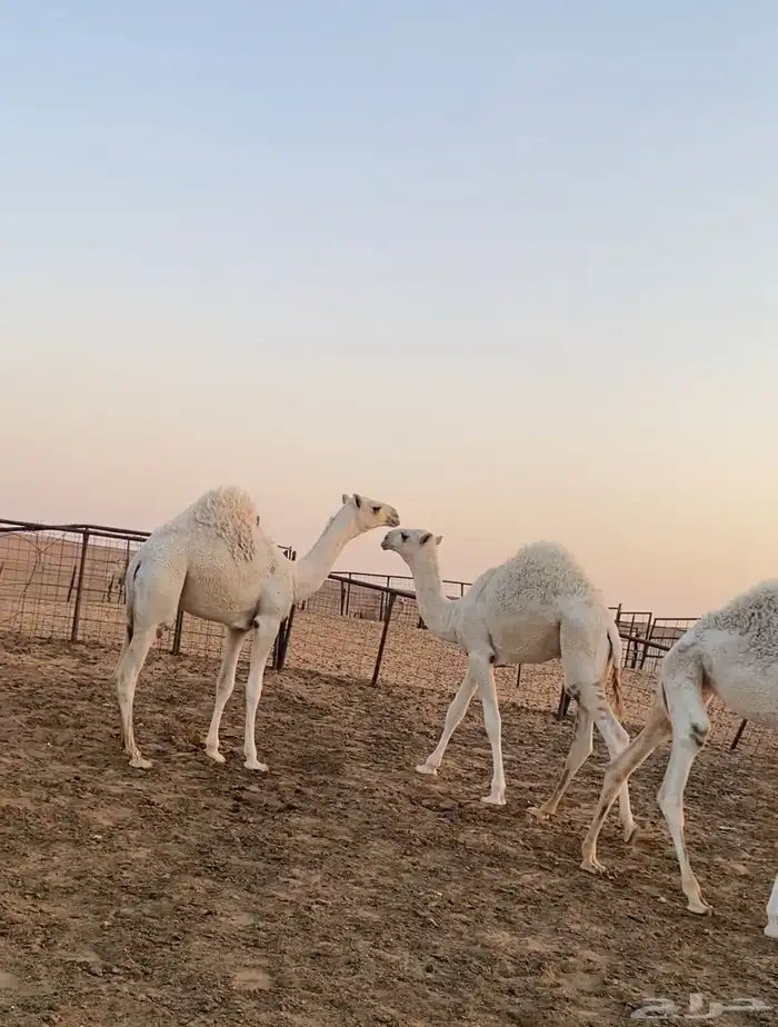 بعير 2
