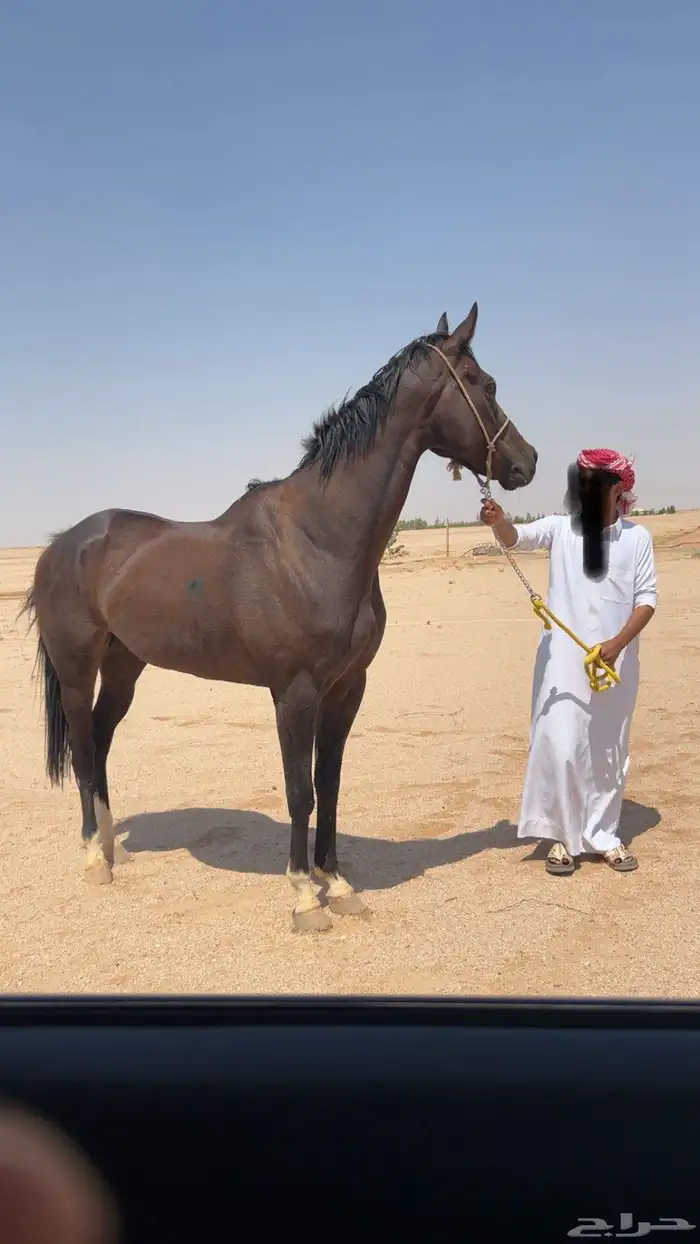 حصان انجليزي سباق بدون ورق العمر 5 الطول 8بلكات السلامه شرط 0