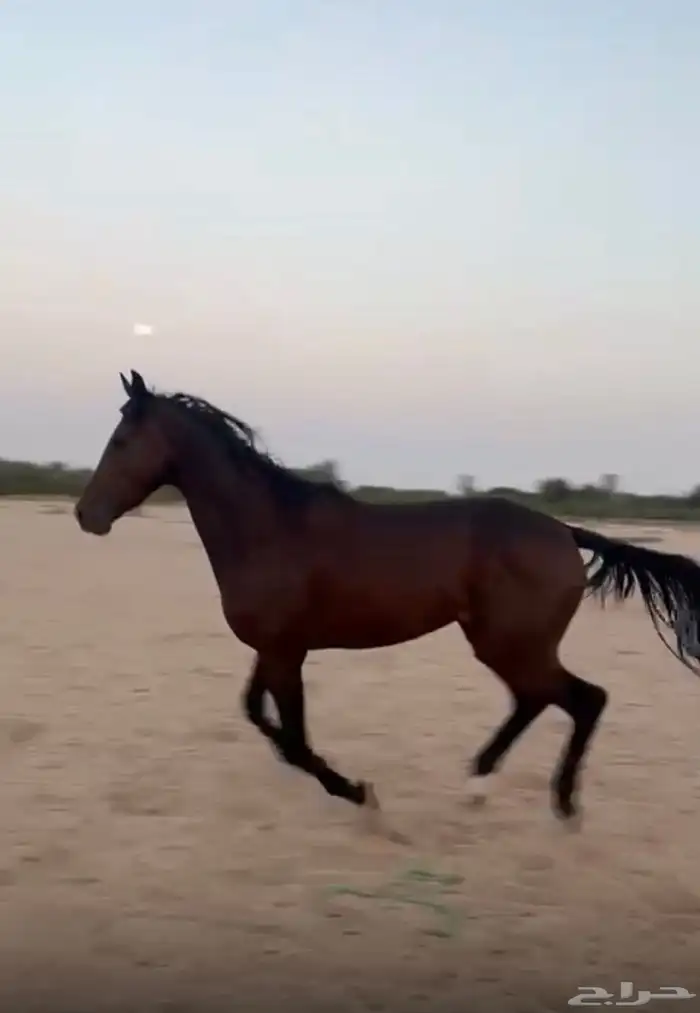 فرس 1