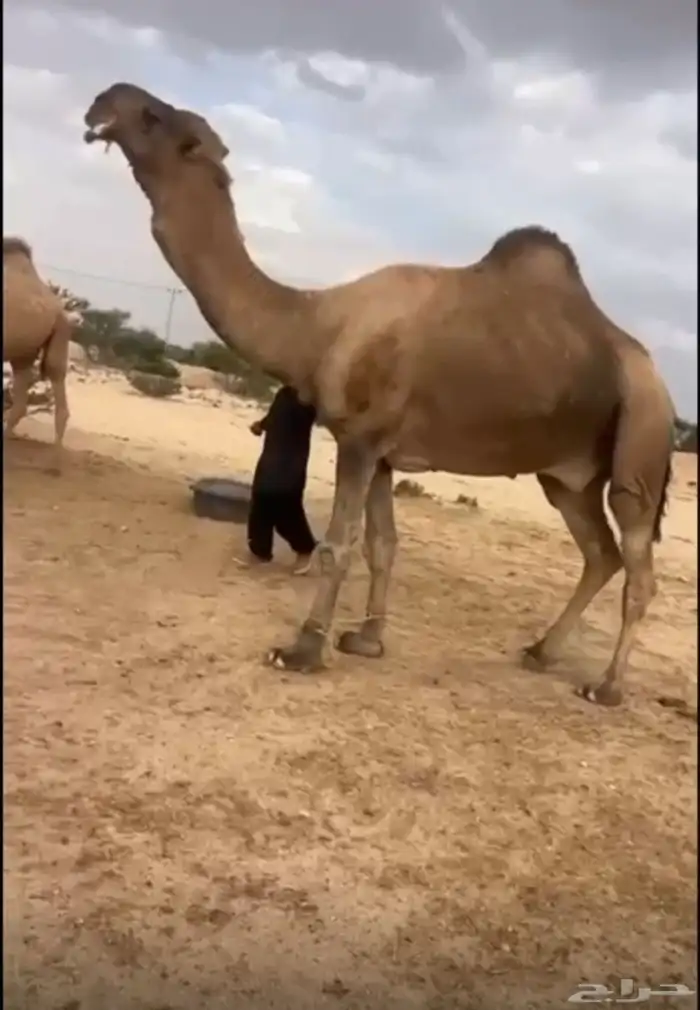 بعير حمر كفو 0