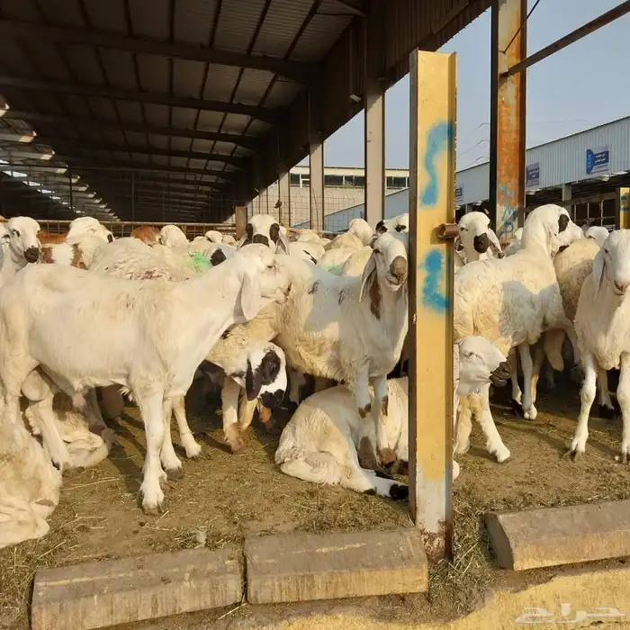 سواكني تربيه من المزرعه لباب بيتك 17