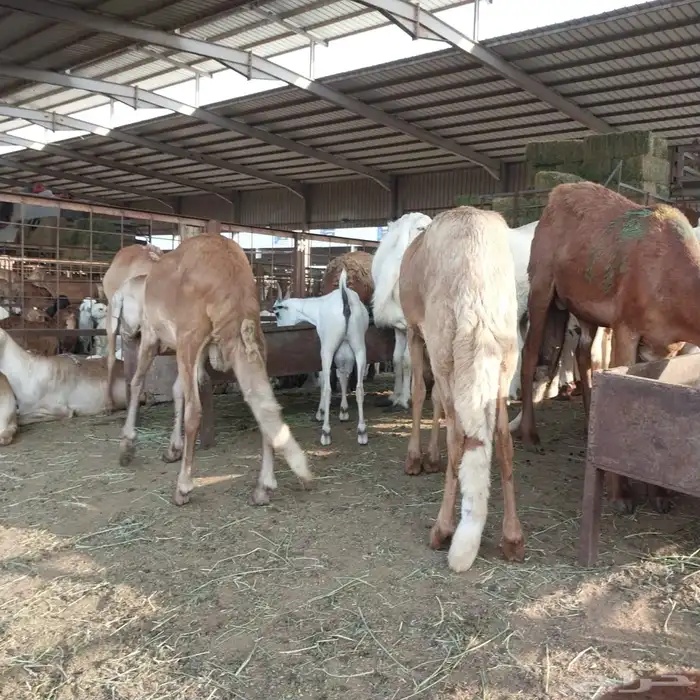 سواكني تربيه من المزرعه لباب بيتك 20