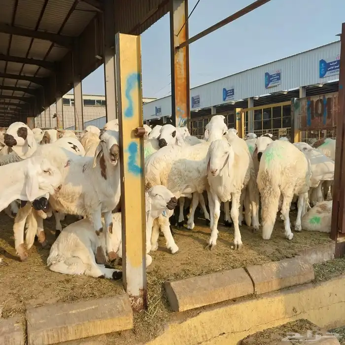 سواكني تربيه من المزرعه لباب بيتك 18