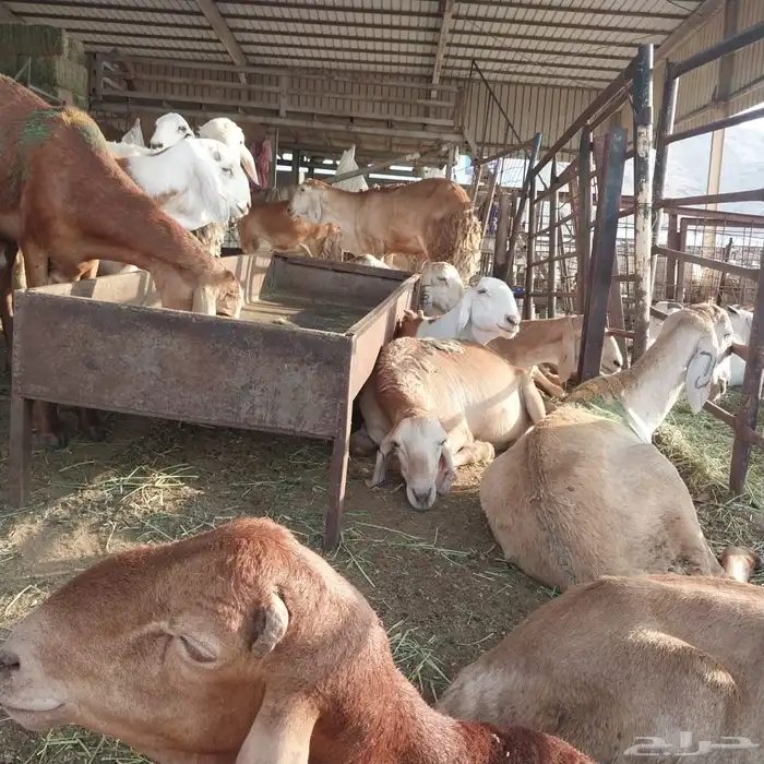 سواكني تربيه من المزرعه لباب بيتك 19