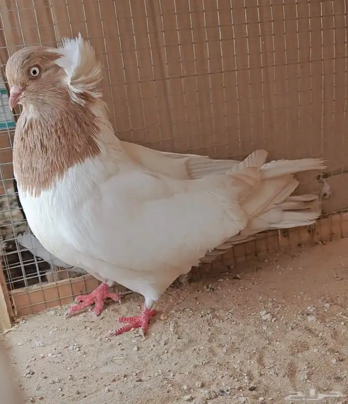 حمامة زينة سودانيه 0