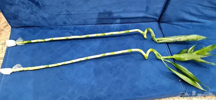 للبيع نباتات بامبو الحجم الضخم 1