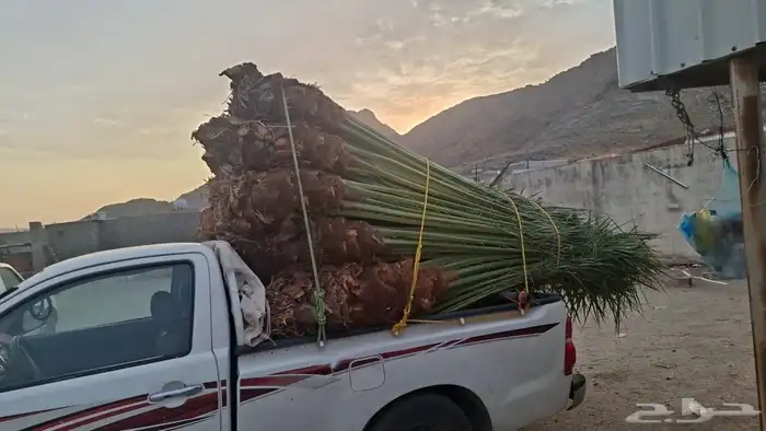 السلام عليكم ورحمه الله وبركاته عندنا نخل طيب متواجد في مكه 9