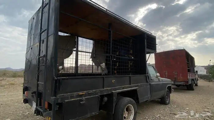 جمس نحل ونيت 8