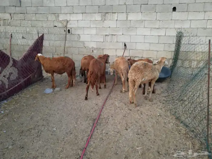 طليان سواكني حمريات و بيض 1