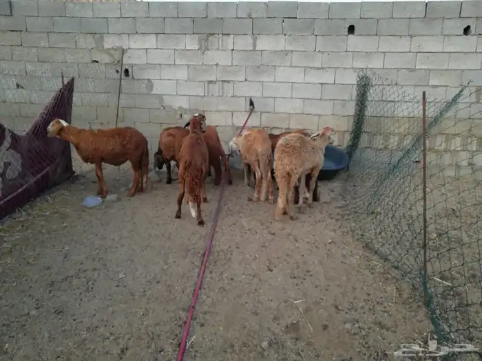 طليان سواكني حمريات و بيض 0