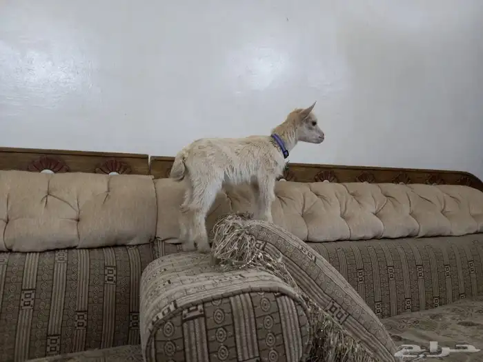 ماعز قزمي 2