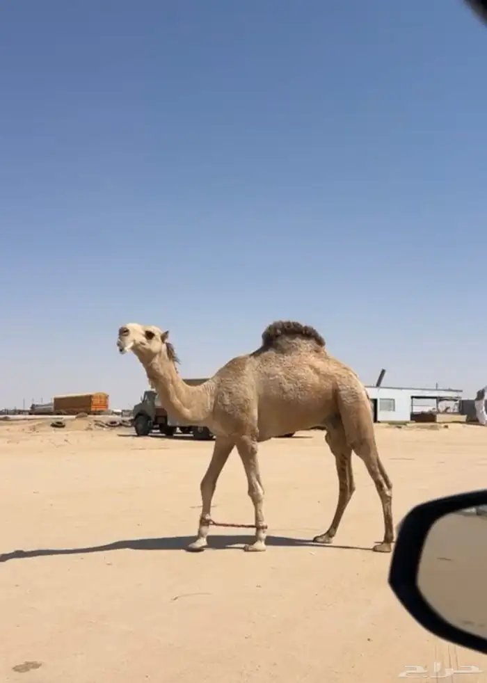 قعود عقابي على عقاب الجليدي جذع تو اثنا 1