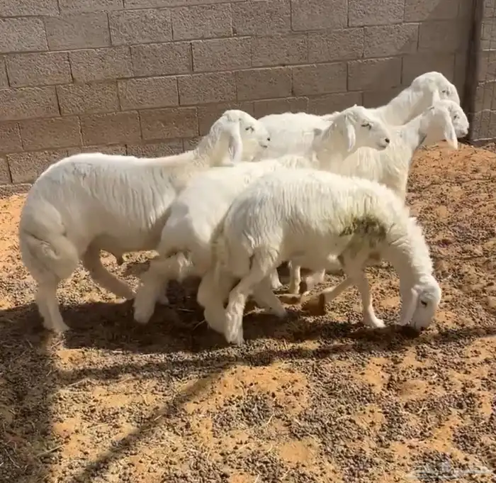 بهم حري فاخر 1