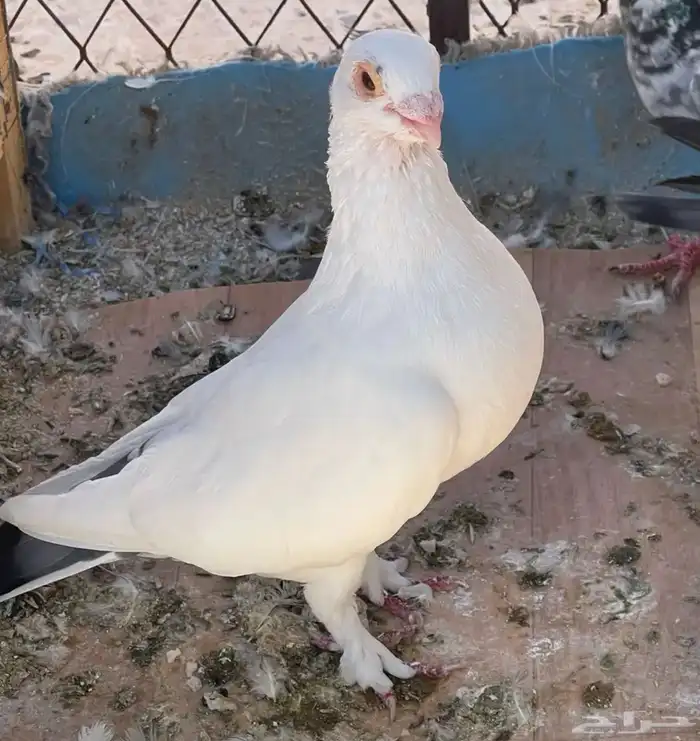 حمام منوع على 10 5