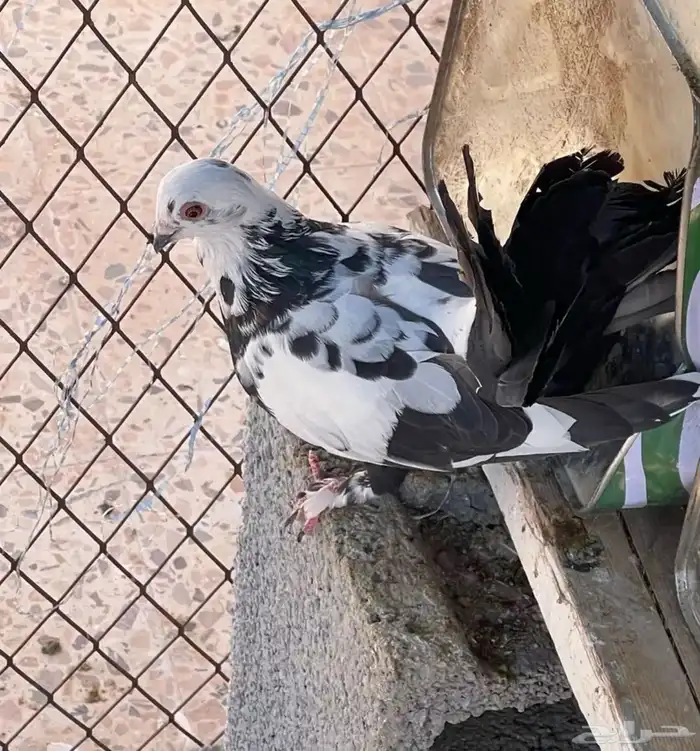 حمام منوع على 10 6