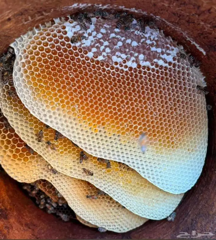 عسل جبلي صافي جديد من منحلي شخصيا 14