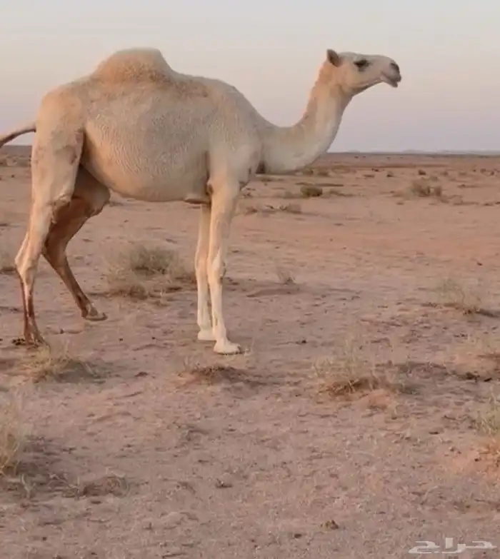 بكرتين مقنوي 1