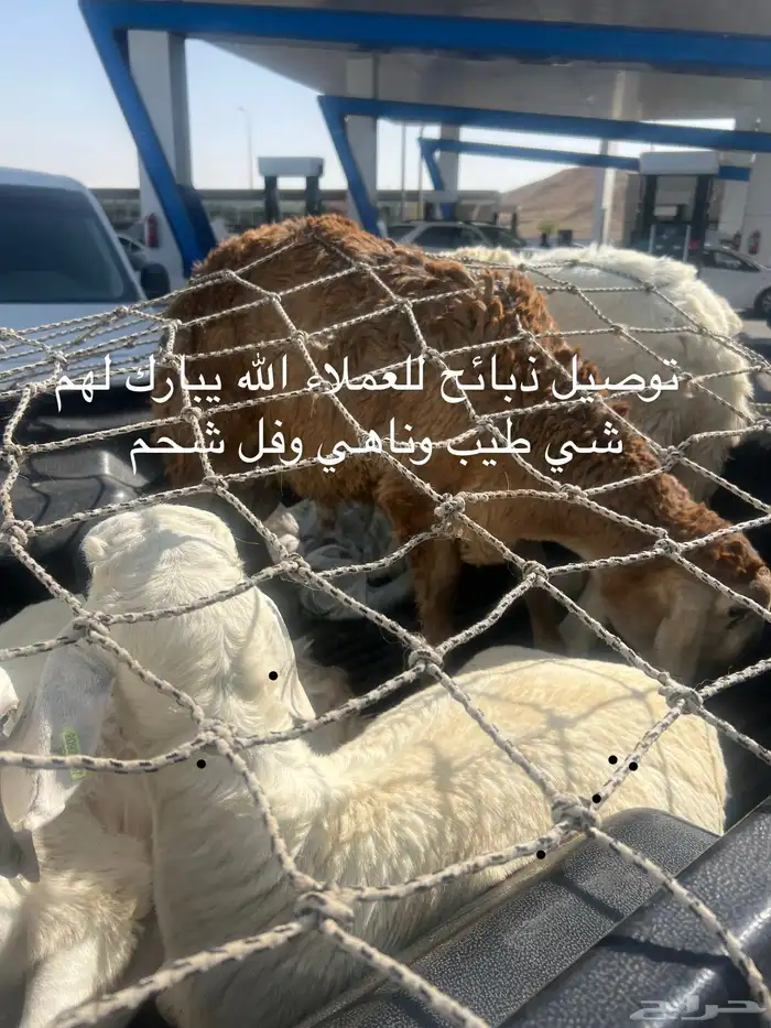 خرفان جبر وناهي وشرط اللحمه طيبه 10
