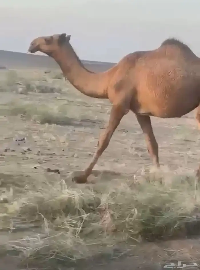 بكرتين مقنوي 0