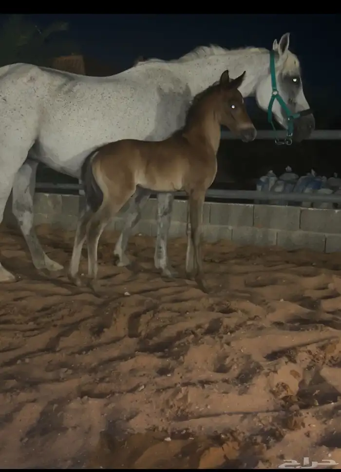 فرس عربية واهو باوراق معها مهر 4