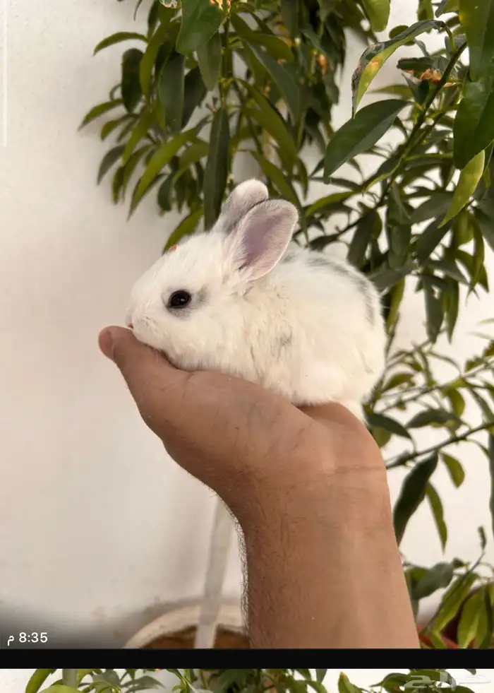 أرنب للبيع 1