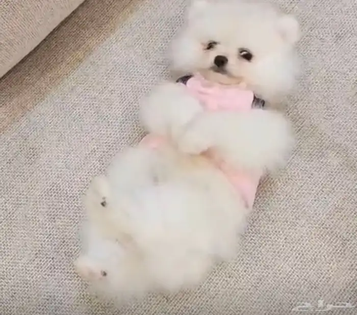 جراوي بومرنيان 5