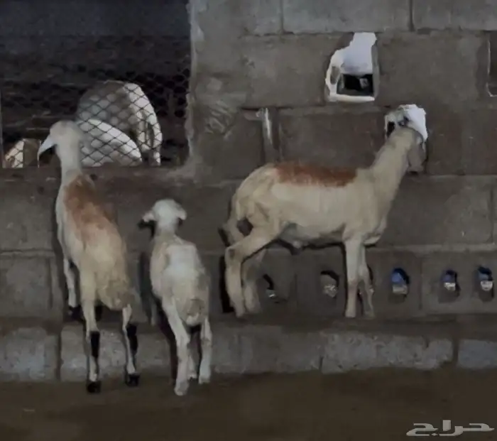 3 فران 1