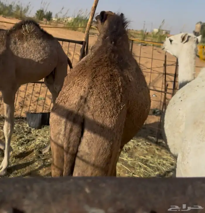 حشو ل البيع 0