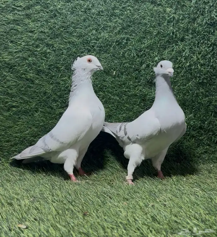 أزواج حمام زينة 0