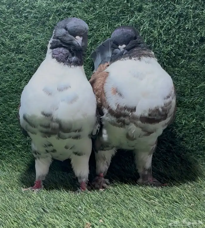 أزواج حمام زينة 4