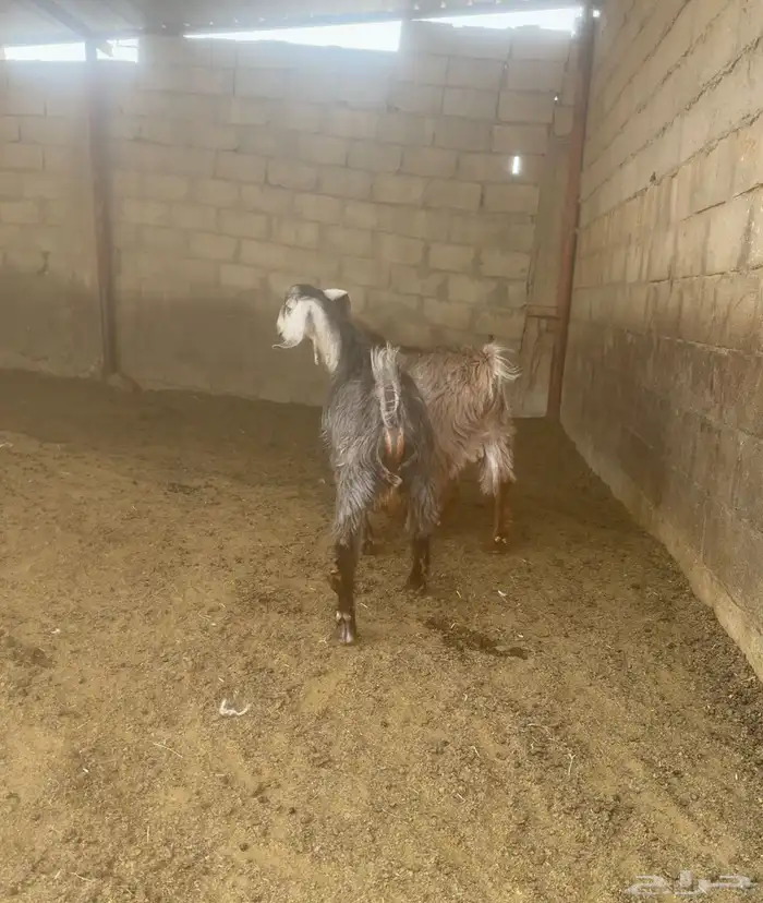 2 تيوس بلدي فل شحم ماشاء الله تبارك الله 0