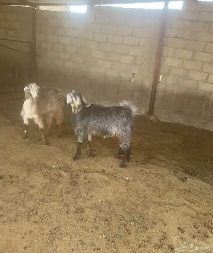 2 تيوس بلدي فل شحم ماشاء الله تبارك الله 2