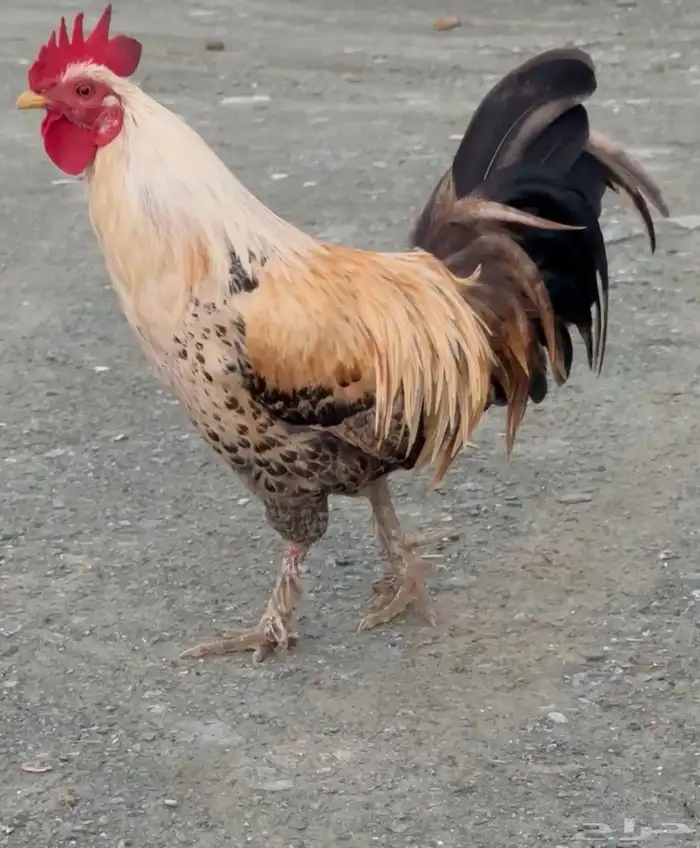 ديك 0
