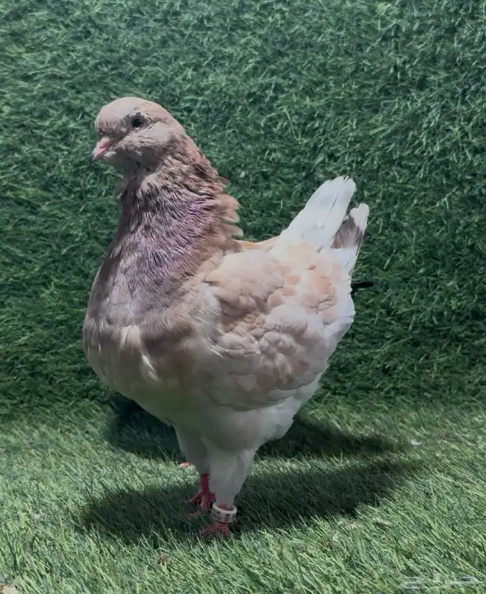 أزواج حمام زينة 1